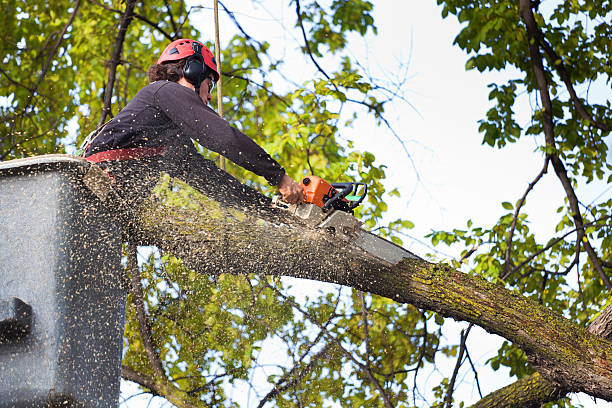 Mulching Services in Whitehorn Cove, OK